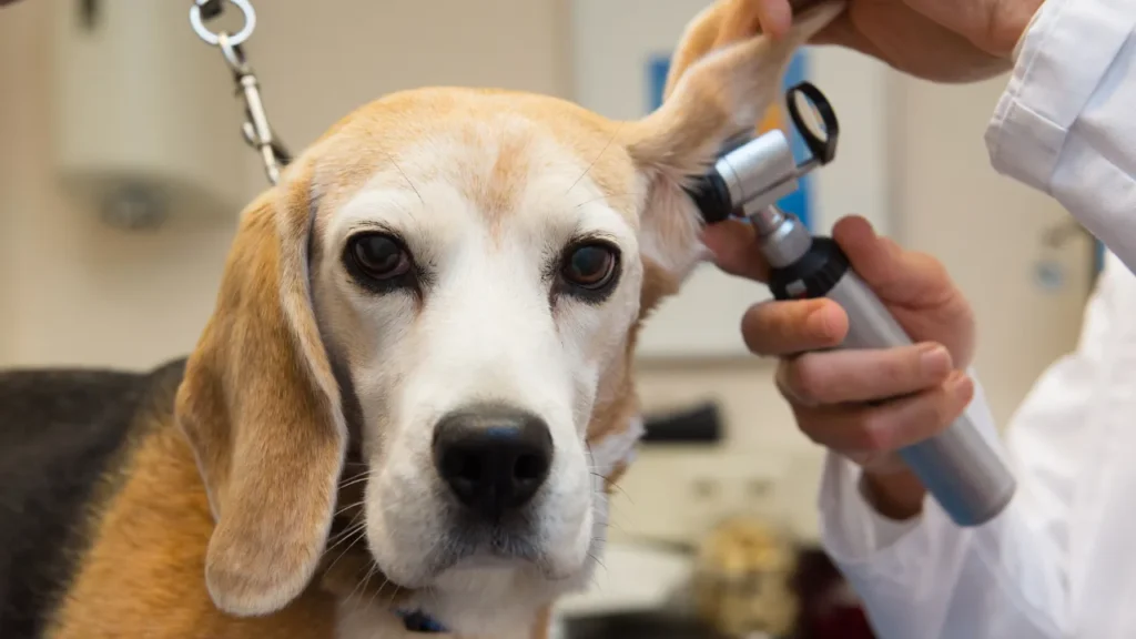 Como escolher a faculdade de veterinária certa para seu futuro